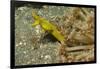 Female Ribbon Eel-Hal Beral-Framed Photographic Print