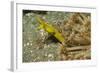 Female Ribbon Eel-Hal Beral-Framed Photographic Print