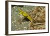 Female Ribbon Eel-Hal Beral-Framed Photographic Print