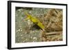 Female Ribbon Eel-Hal Beral-Framed Photographic Print