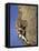 Female Rock Climber-null-Framed Stretched Canvas