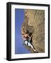 Female Rock Climber-null-Framed Photographic Print