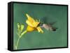 Female Ruby-Throated Hummingbird Feeding in Flight-Adam Jones-Framed Stretched Canvas