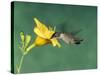 Female Ruby-Throated Hummingbird Feeding in Flight-Adam Jones-Stretched Canvas