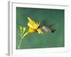 Female Ruby-Throated Hummingbird Feeding in Flight-Adam Jones-Framed Photographic Print