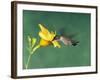 Female Ruby-Throated Hummingbird Feeding in Flight-Adam Jones-Framed Photographic Print