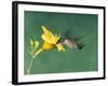 Female Ruby-Throated Hummingbird Feeding in Flight-Adam Jones-Framed Photographic Print