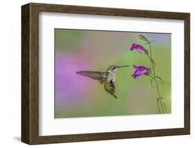 Female Ruby-throated hummingbird flying around flower, Louisville, Kentucky-Adam Jones-Framed Photographic Print