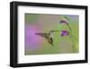 Female Ruby-throated hummingbird flying around flower, Louisville, Kentucky-Adam Jones-Framed Photographic Print