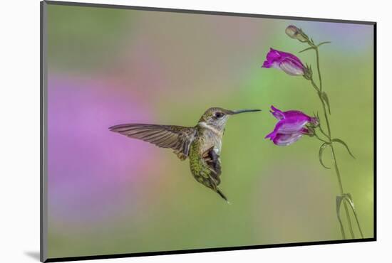 Female Ruby-throated hummingbird flying around flower, Louisville, Kentucky-Adam Jones-Mounted Photographic Print