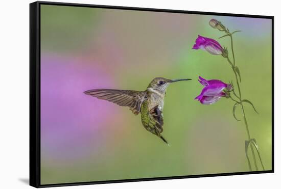 Female Ruby-throated hummingbird flying around flower, Louisville, Kentucky-Adam Jones-Framed Stretched Canvas