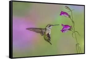 Female Ruby-throated hummingbird flying around flower, Louisville, Kentucky-Adam Jones-Framed Stretched Canvas