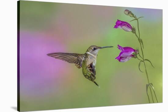 Female Ruby-throated hummingbird flying around flower, Louisville, Kentucky-Adam Jones-Stretched Canvas