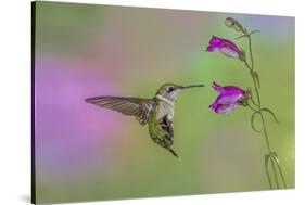 Female Ruby-throated hummingbird flying around flower, Louisville, Kentucky-Adam Jones-Stretched Canvas