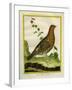 Female Ruffed Grouse-Georges-Louis Buffon-Framed Giclee Print