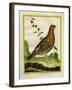 Female Ruffed Grouse-Georges-Louis Buffon-Framed Giclee Print