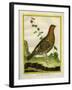 Female Ruffed Grouse-Georges-Louis Buffon-Framed Giclee Print