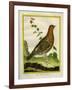 Female Ruffed Grouse-Georges-Louis Buffon-Framed Giclee Print