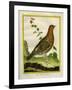 Female Ruffed Grouse-Georges-Louis Buffon-Framed Giclee Print