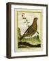 Female Ruffed Grouse-Georges-Louis Buffon-Framed Giclee Print