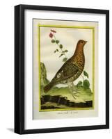 Female Ruffed Grouse-Georges-Louis Buffon-Framed Giclee Print