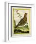 Female Ruffed Grouse-Georges-Louis Buffon-Framed Giclee Print