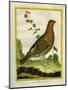 Female Ruffed Grouse-Georges-Louis Buffon-Mounted Giclee Print