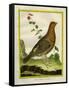 Female Ruffed Grouse-Georges-Louis Buffon-Framed Stretched Canvas