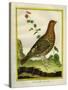 Female Ruffed Grouse-Georges-Louis Buffon-Stretched Canvas