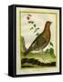 Female Ruffed Grouse-Georges-Louis Buffon-Framed Stretched Canvas