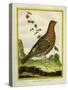 Female Ruffed Grouse-Georges-Louis Buffon-Stretched Canvas