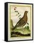 Female Ruffed Grouse-Georges-Louis Buffon-Framed Stretched Canvas