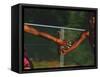 Female Runner Competing in a Relay Track Race-null-Framed Stretched Canvas