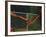 Female Runner Competing in a Relay Track Race-null-Framed Photographic Print