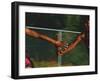 Female Runner Competing in a Relay Track Race-null-Framed Photographic Print