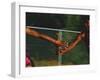 Female Runner Competing in a Relay Track Race-null-Framed Photographic Print