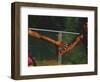 Female Runner Competing in a Relay Track Race-null-Framed Photographic Print