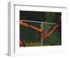 Female Runner Competing in a Relay Track Race-null-Framed Photographic Print