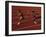 Female Runner Competing in a Relay Track Race-null-Framed Photographic Print