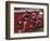 Female Runners Competing in a Track Race-null-Framed Photographic Print