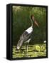 Female Saddle-Billed Stork, Kruger National Park-James Hager-Framed Stretched Canvas