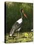 Female Saddle-Billed Stork, Kruger National Park-James Hager-Stretched Canvas