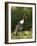 Female Saddle-Billed Stork, Kruger National Park-James Hager-Framed Photographic Print
