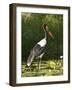 Female Saddle-Billed Stork, Kruger National Park-James Hager-Framed Photographic Print