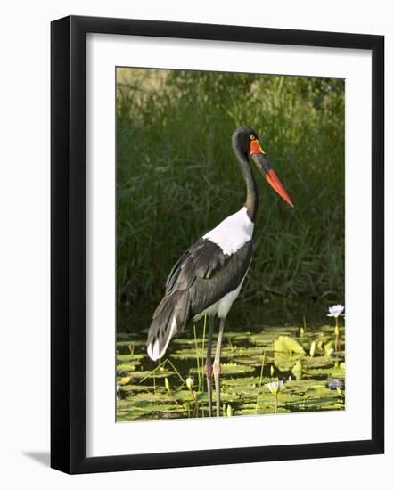 Female Saddle-Billed Stork, Kruger National Park-James Hager-Framed Photographic Print