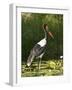 Female Saddle-Billed Stork, Kruger National Park-James Hager-Framed Photographic Print