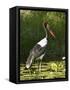 Female Saddle-Billed Stork, Kruger National Park-James Hager-Framed Stretched Canvas