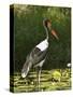 Female Saddle-Billed Stork, Kruger National Park-James Hager-Stretched Canvas