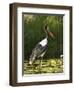 Female Saddle-Billed Stork, Kruger National Park-James Hager-Framed Photographic Print