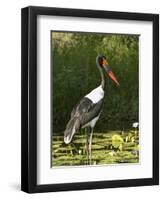 Female Saddle-Billed Stork, Kruger National Park-James Hager-Framed Photographic Print